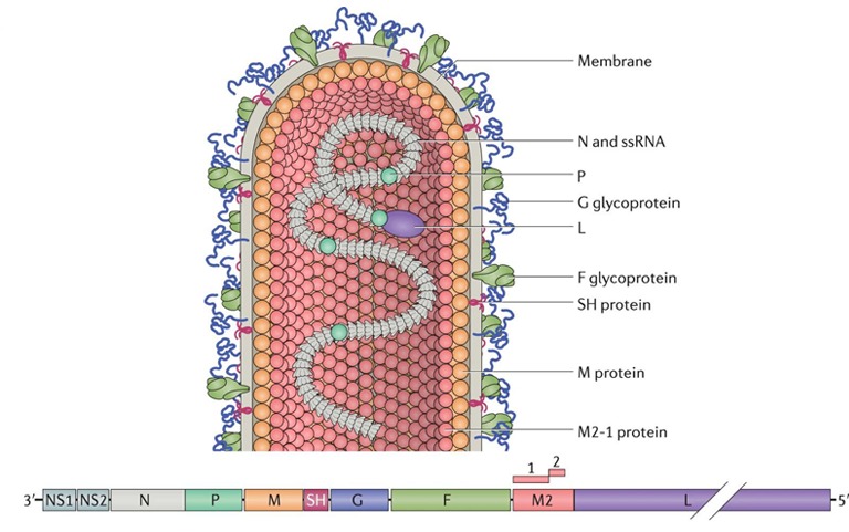 rsv mikrobiyoloji virion görseli
